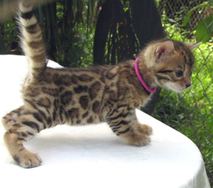 Bengal Kitten